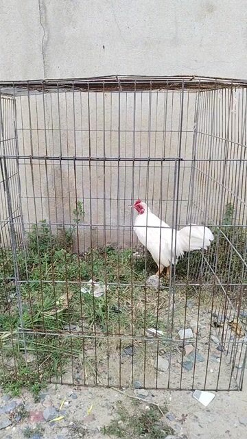 Gà kiểng Tre Bắc Nhạn Trống. Mua bán Gà tại Quận 12 Tp Hồ Chí Minh được đăng bởi Tâm Gà kiểng hình 1