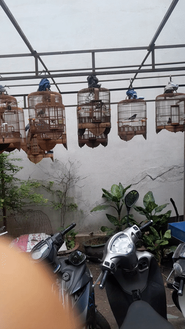 Chim Than 2 mùa hót xòe . Mua bán Chim tại Quận Phú Nhuận Tp Hồ Chí Minh được đăng bởi Chicken lee hình 1