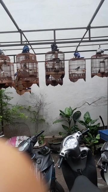 Chim Than 2 mùa hót xòe . Mua bán Chim tại Quận Phú Nhuận Tp Hồ Chí Minh được đăng bởi Chicken lee hình 1