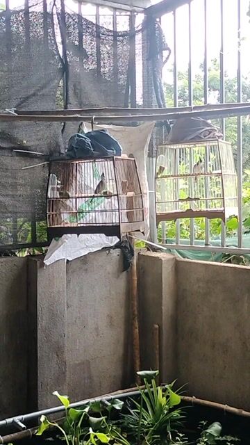 Chim chào mào trống 2 con khỏe mạnh. Mua bán Chim tại Huyện Thống Nhất Đồng Nai được đăng bởi Đăng Nguyễn hình 1