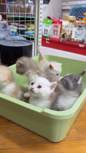 Mèo ALN Xám trắng. Mua bán Mèo tại Quận Gò Vấp Tp Hồ Chí Minh được đăng bởi Phượng Trang hình 1