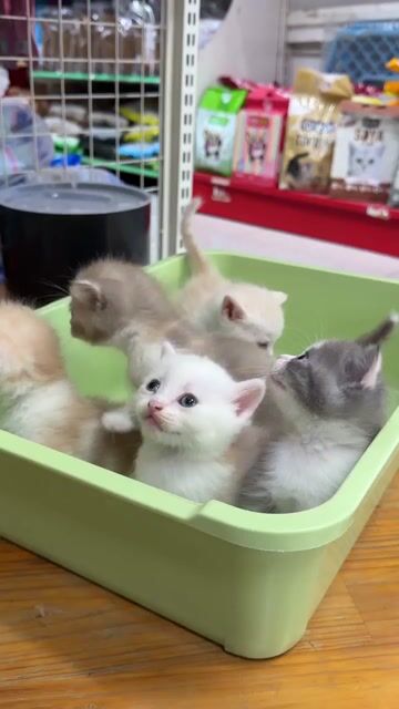 Mèo ALN Xám trắng. Mua bán Mèo tại Quận Gò Vấp Tp Hồ Chí Minh được đăng bởi Phượng Trang hình 1