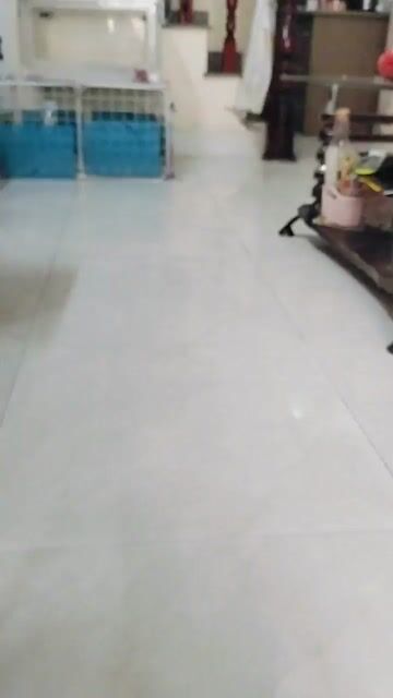 Chó phốc sóc tt ss1lua. Mua bán Chó tại Quận Gò Vấp Tp Hồ Chí Minh được đăng bởi Phương Karachi hình 1