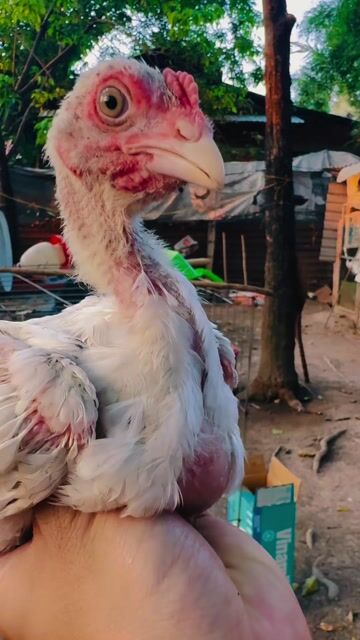 Gà Thái 2 trống 2 mái 2th5. Mua bán Gà tại Thị xã Bến Cát Bình Dương được đăng bởi Louis Khang Láp Fram hình 1