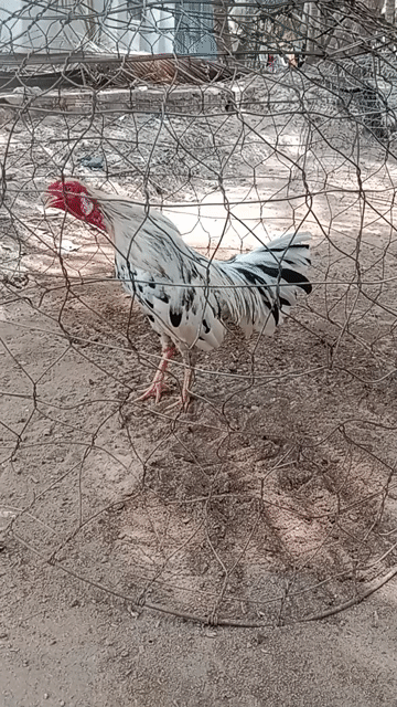 Gà chọi Cuban lai Tay Trắng đen. Mua bán Gà tại Huyện Long Hồ Vĩnh Long được đăng bởi Nguyen Trong Hieu hình 1