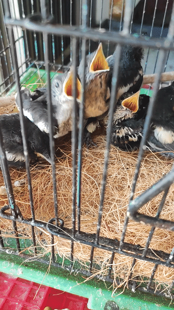 Chim chìa vôi non. Mua bán Chim tại Huyện Tháp Mười Đồng Tháp được đăng bởi Minh Trung Nguyen hình 1