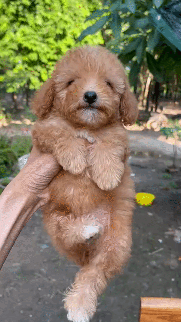 Chó Poodle nâu cái đã tiêm phòng. Mua bán Chó tại Huyện Chơn Thành Bình Phước được đăng bởi Cam Gjang Huynh hình 1