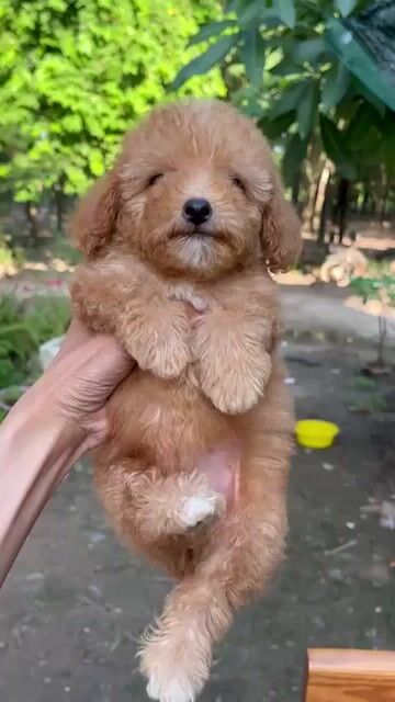 Chó Poodle nâu cái đã tiêm phòng. Mua bán Chó tại Huyện Chơn Thành Bình Phước được đăng bởi Cam Gjang Huynh hình 1