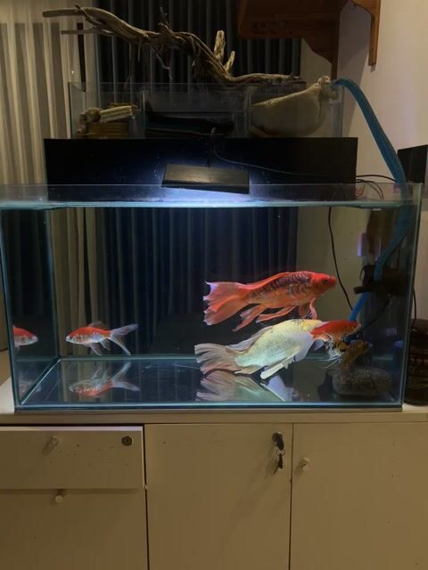 cá koi size khủng u40cm vây dài giá rẻ