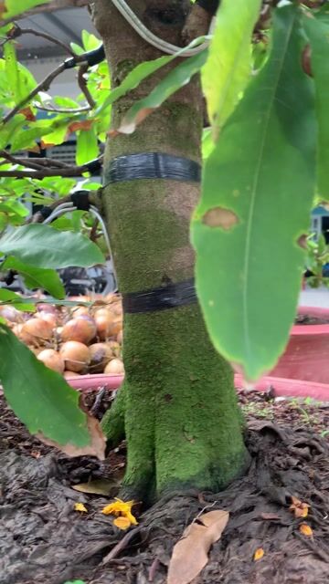 Cúc thọ hương 2 mùa hoành 40cm. Mua bán Cây cảnh, đồ trang trí tại Thành phố Mỹ Tho Tiền Giang được đăng bởi Dương Minh Tiến hình 1