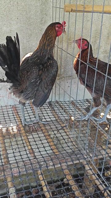 Gà mái mỹ 2kg. Mua bán Gà tại Huyện Bình Chánh Tp Hồ Chí Minh được đăng bởi Phong Kê hình 1