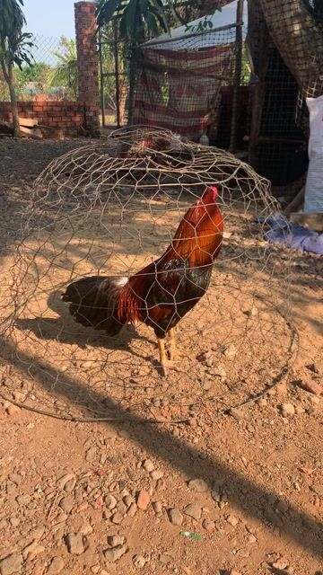 Gà chọi Điều 2.85kg Đực. Mua bán Gà tại Huyện Thống Nhất Đồng Nai được đăng bởi Quanghuy hình 1