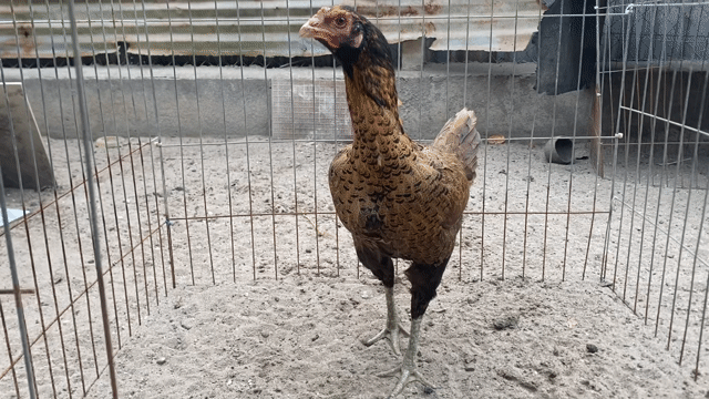 Gà Mái Mỹ Ấn Độ 2.6kg Khét đen. Mua bán Gà tại Thị xã Bến Cát Bình Dương được đăng bởi Vương Tài hình 1