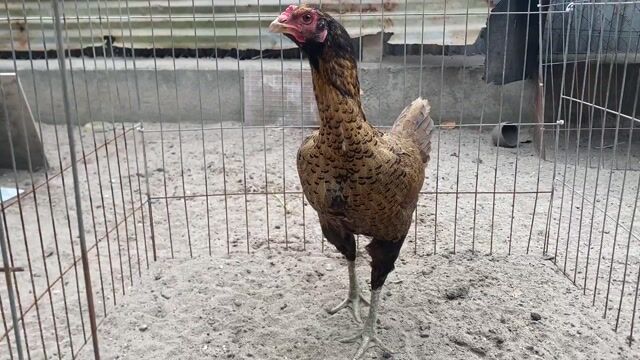 Gà Mái Mỹ Ấn Độ 2.6kg Khét đen. Mua bán Gà tại Thị xã Bến Cát Bình Dương được đăng bởi Vương Tài hình 1