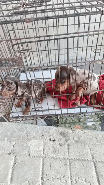 Chó lap xuong cái Loang socola. Mua bán Chó tại Huyện Châu Thành Trà Vinh được đăng bởi Phạm bo hình 1