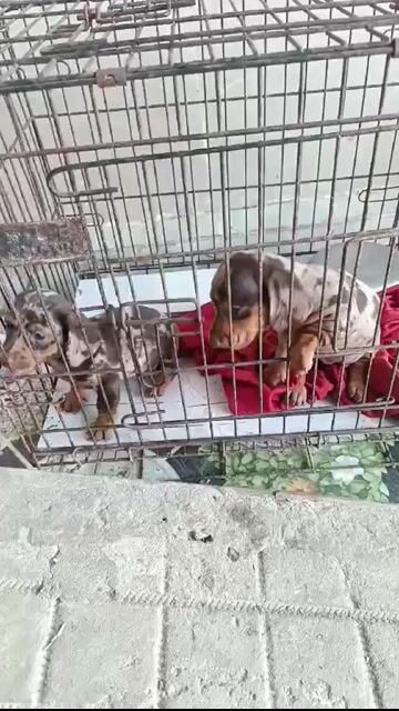 Chó lap xuong cái Loang socola. Mua bán Chó tại Huyện Châu Thành Trà Vinh được đăng bởi Phạm bo hình 1