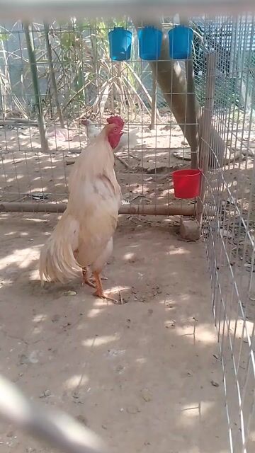 Gà Trắng kem Đực. Mua bán Gà tại Thị xã Tân Châu An Giang được đăng bởi VAN NEN hình 1