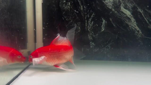 Cá  phi tần đỏ 25-27 cm. Mua bán Thú cưng khác tại Huyện Bình Chánh Tp Hồ Chí Minh được đăng bởi Nguyễn Minh Tuấn hình 1