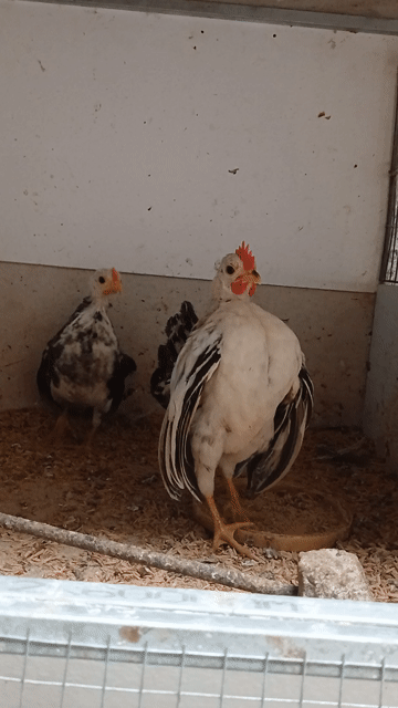 Gà tre kiểng serama trống chuối. Mua bán Gà tại Thành phố Trà Vinh Trà Vinh được đăng bởi Sơn hình 1