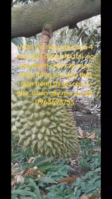 Cây sầu riêng 4 năm tuổi. Mua bán Đồ chuyên dụng, Giống nuôi trồng tại Quận Cái Răng Cần Thơ được đăng bởi Nguyễn Thành Lộc hình 1