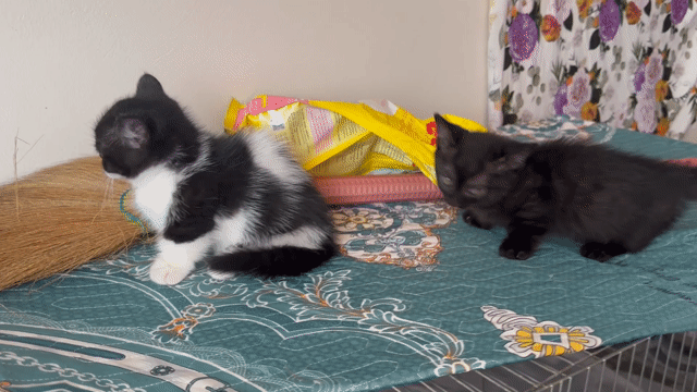 Mèo Munchkin Anh lông ngắn. Mua bán Mèo tại Quận Cầu Giấy Hà Nội được đăng bởi Lưu Thiện hình 1