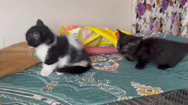 Mèo Munchkin Anh lông ngắn. Mua bán Mèo tại Quận Cầu Giấy Hà Nội được đăng bởi Lưu Thiện hình 1