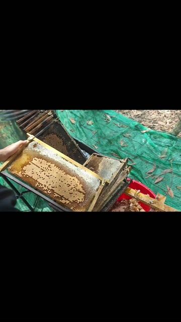 Mật ong Phúc Lộc Thọ Hoa rừng 1000ml. Mua bán Đồ ăn, thực phẩm và các loại khác tại Huyện Phú Ninh Quảng Nam được đăng bởi Trần Thanh Minh hình 1