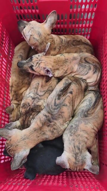 Phú Quốc Vện Lửa Dòng To Cao. Mua bán Chó tại Quận 10 Tp Hồ Chí Minh được đăng bởi Penta Store hình 1