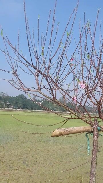 Đào Tết màu Hồng. Mua bán Cây cảnh, đồ trang trí tại Huyện Triệu Sơn Thanh Hóa được đăng bởi dịch vụ du lịch hình 1