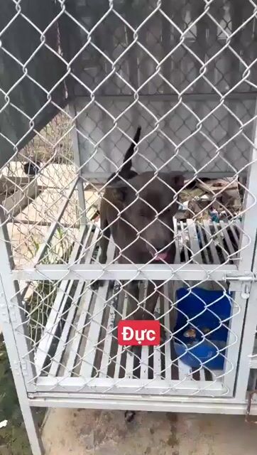 xoay thái đực choai choai. Mua bán Chó tại Quận 1 Tp Hồ Chí Minh được đăng bởi thuy tran hình 1