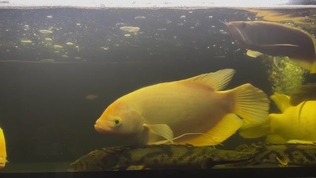 Cá phát tài 33-35cm. Mua bán Thú cưng khác tại Thành phố Thủ Đức Tp Hồ Chí Minh được đăng bởi Cá Cảnh Hưng Nguyễn  hình 1