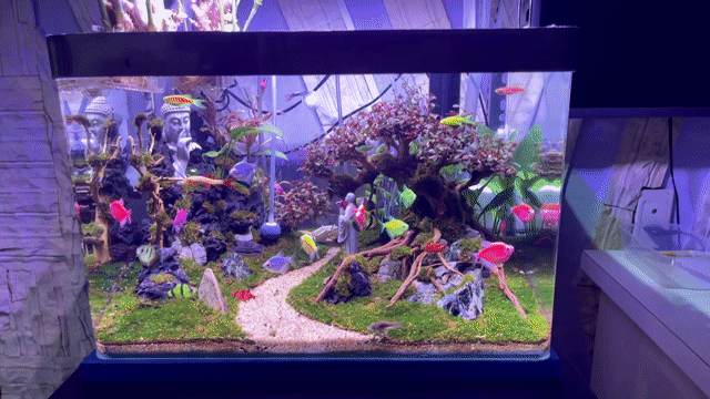Hồ thủy sinh 50x40x35cm Đã lên layout. Mua bán Thú cưng khác tại Quận Hải Châu Đà Nẵng được đăng bởi Cris Phan hình 1