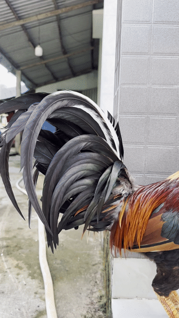 🍀Điều f1 3k3 đồ hiệu. Mua bán Gà tại Thành phố Ngã Bảy Hậu Giang được đăng bởi TRẠI GÀ TẤN PHÁT 68 hình 1