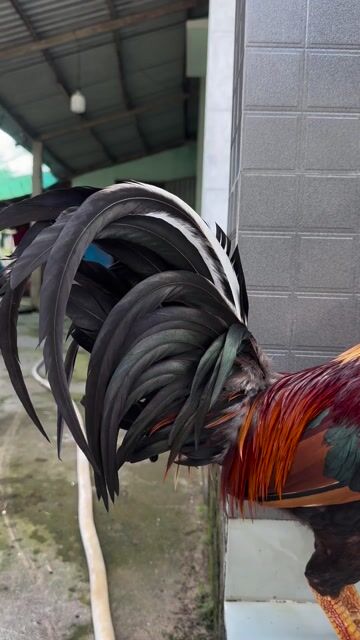 🍀Điều f1 3k3 đồ hiệu. Mua bán Gà tại Thành phố Ngã Bảy Hậu Giang được đăng bởi TRẠI GÀ TẤN PHÁT 68 hình 1