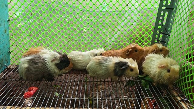 Bọ ú cute.. Mua bán Thú cưng khác tại Quận 12 Tp Hồ Chí Minh được đăng bởi Huỳnh Kha hình 1