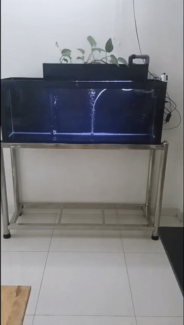 Hồ cá Kính Inox 120x40x45cm Lọc tràn. Mua bán Phụ kiện, Thức ăn, Dịch vụ tại Thành phố Thuận An Bình Dương được đăng bởi My Bach hình 1