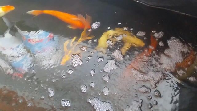 Cá Koi F1 45-50cm Đỏ, Đỏ Trắng. Mua bán Thú cưng khác tại Huyện Đan Phượng Hà Nội được đăng bởi pbac hình 1