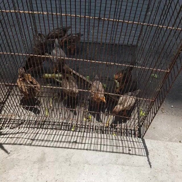 Gà tre lai tre bắc 1 tháng tuổi.mini siêu khỏe. Mua bán Gà tại Quận Tân Bình Tp Hồ Chí Minh được đăng bởi xuyến nguyễn hình 1