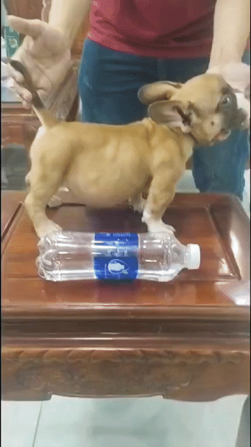 Chó Bully Exotic cái, size Micro 5 tháng. Mua bán Chó tại Quận Bình Thạnh Tp Hồ Chí Minh được đăng bởi Bui Hanh Quyen hình 1