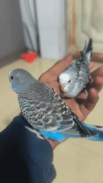 Chim Yến Phụng non màu Xanh Trắng. Mua bán Chim tại Huyện Thanh Bình Đồng Tháp được đăng bởi Nguyễn Tấn Đạt hình 1