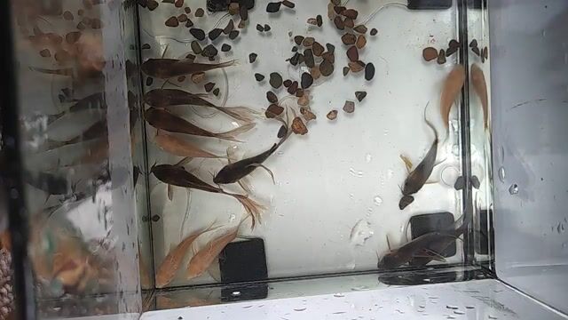 Chuột CF vây dài, Albino. Mua bán Thú cưng khác tại Huyện Xuyên Mộc Bà Rịa - Vũng Tàu được đăng bởi Hưng hình 1