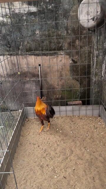 mỹ simon. Mua bán Gà tại Quận 8 Tp Hồ Chí Minh được đăng bởi Tấn Sang hình 1