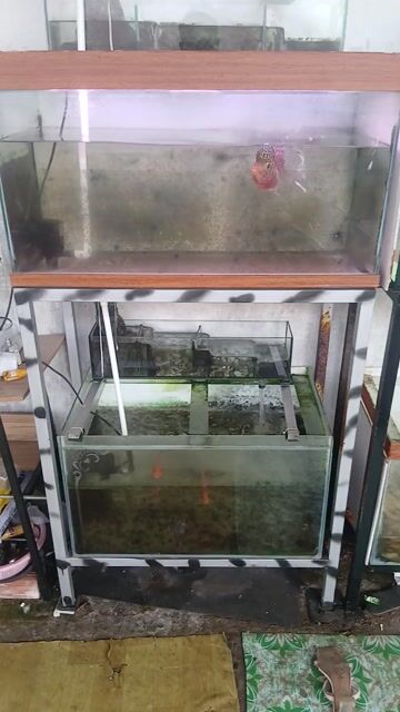 Hồ cá cảnh 80x40x50cm phụ kiện đầy đủ. Mua bán Phụ kiện, Thức ăn, Dịch vụ tại Huyện Mang Thít Vĩnh Long được đăng bởi Có Sao Nói Vậy hình 1