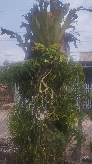 Cây cảnh Ổ rồng 8 năm 2m. Mua bán Cây cảnh, đồ trang trí tại Huyện Tân Phú Đồng Nai được đăng bởi Trần Tuấn An hình 1
