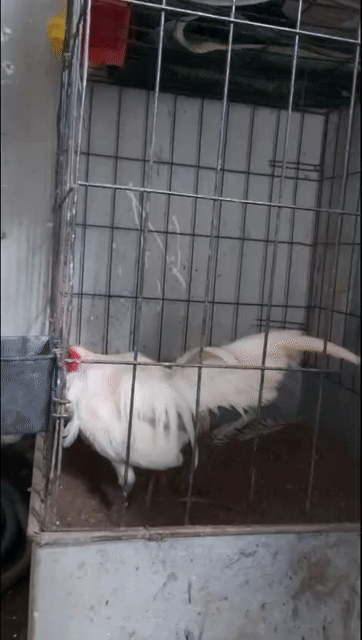 Gà chọi Trắng Đực 1.6kg. Mua bán Gà tại Quận 8 Tp Hồ Chí Minh được đăng bởi Nhật  hình 1