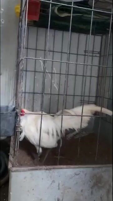 Gà chọi Trắng Đực 1.6kg. Mua bán Gà tại Quận 8 Tp Hồ Chí Minh được đăng bởi Nhật  hình 1