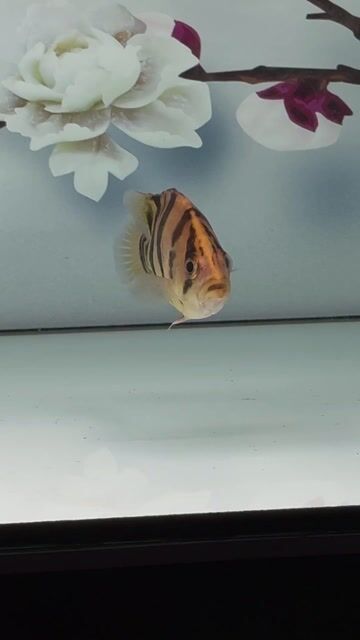 Cá Hổ Indo. Mua bán Thú cưng khác tại Thành phố Thủ Đức Tp Hồ Chí Minh được đăng bởi tri hình 1