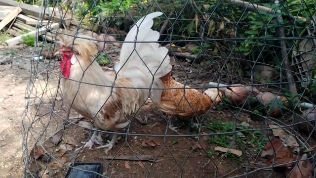 Cặp gà quý phi ( Sư tử ba lan ) trống mái. Mua bán Gà tại Huyện Mỏ Cày Nam Bến Tre được đăng bởi Hoàng Khiêm đồ cũ  hình 1