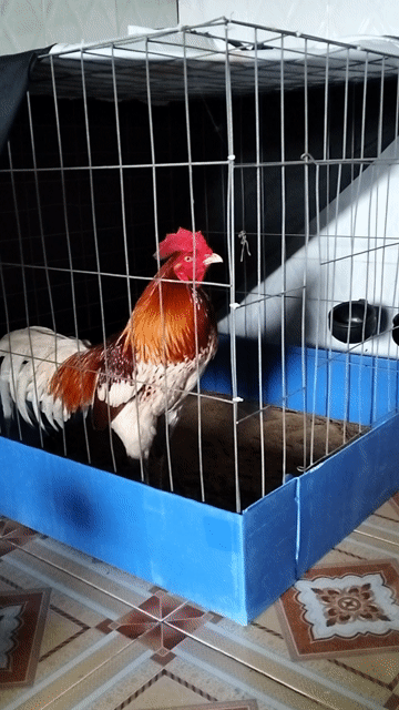 3k1 thử cựa 2 chân có kết quả hàng của iđồ hưng ct. Mua bán Gà tại Thành phố Biên Hòa Đồng Nai được đăng bởi Phong Đồng Nai hình 1