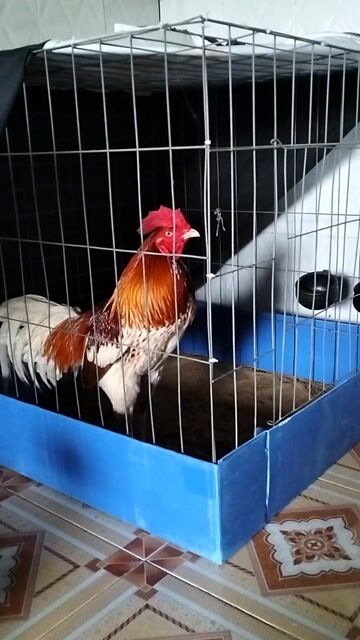 3k1 thử cựa 2 chân có kết quả hàng của iđồ hưng ct. Mua bán Gà tại Thành phố Biên Hòa Đồng Nai được đăng bởi Phong Đồng Nai hình 1